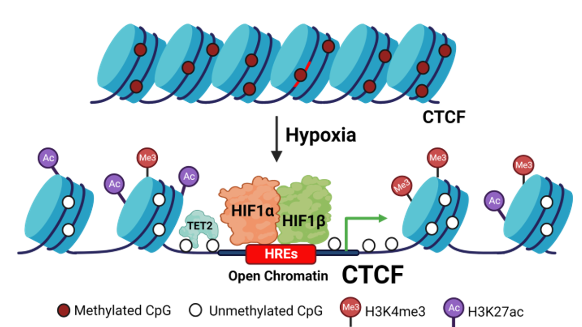 Schematic showing hypoxia-driven epigenetic and transcriptional regualtion of CTCF expression in breast cancer cells